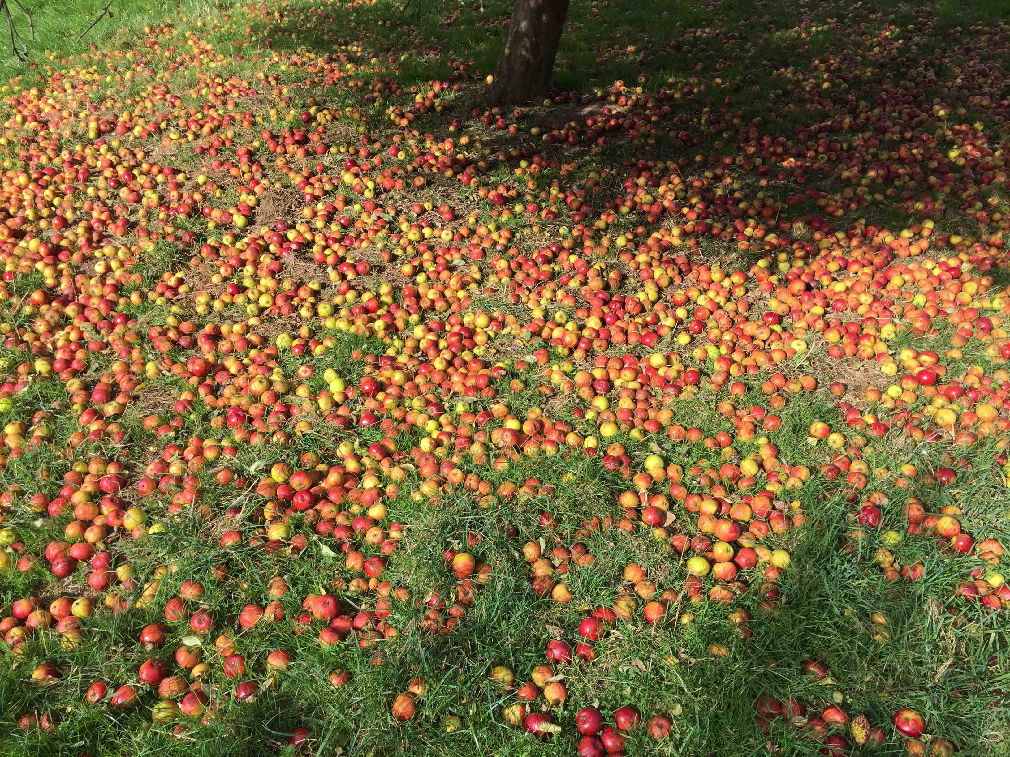 Oliver's Cider cider apples